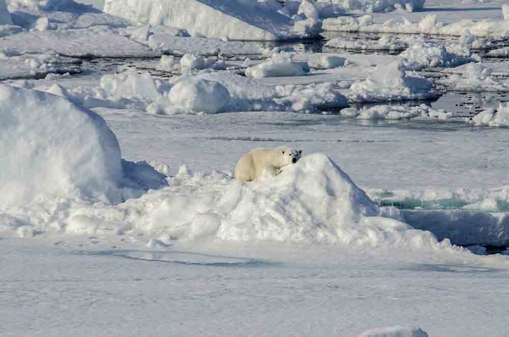 Oso Polar - islas Svalbard - Noruega 50.jpg